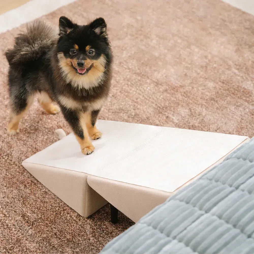 Rampe pour chien 2 en 1 en bois convertible avec marchepied pour la maison