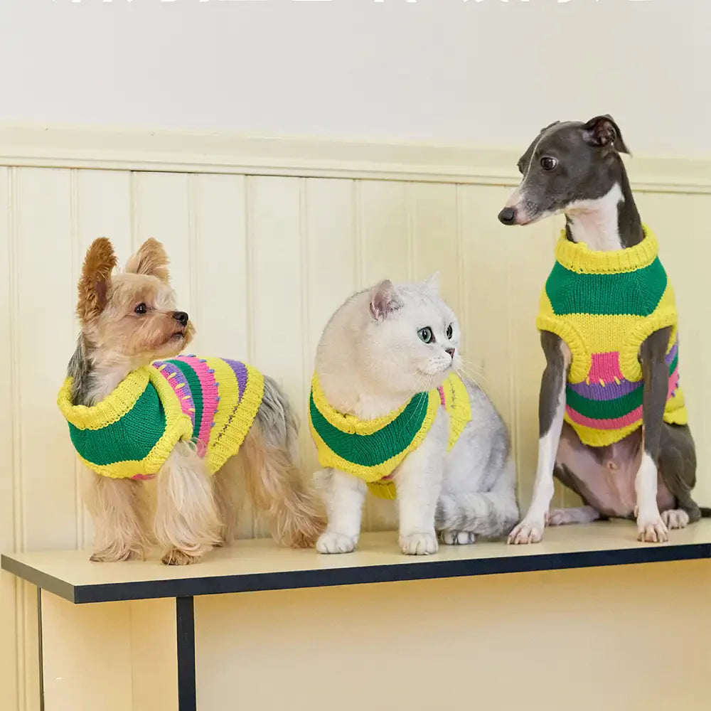 Pull sans manches pour chien en dachshund à rayures avec blocs de couleur