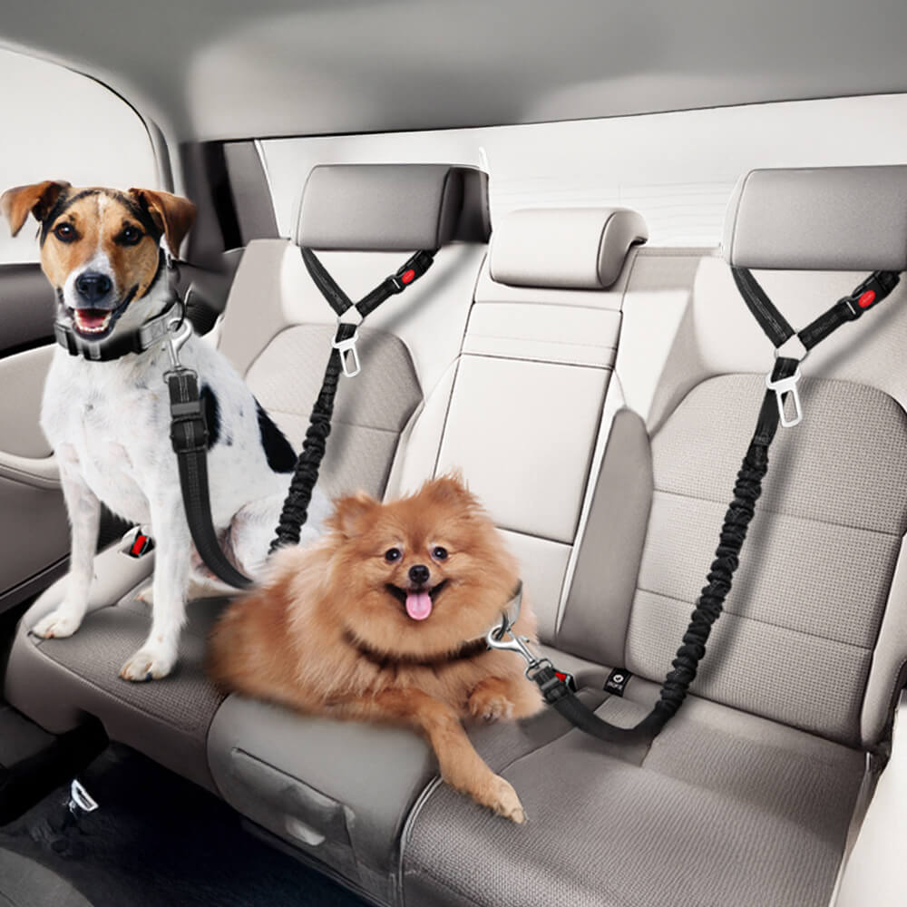 Ceinture de sécurité pour chien avec attache pour appui-tête de voiture