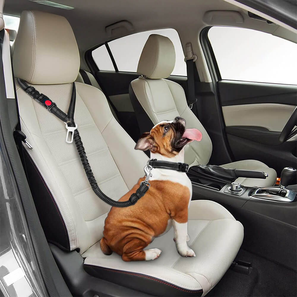 Ceinture de sécurité pour chien avec attache pour appui-tête de voiture