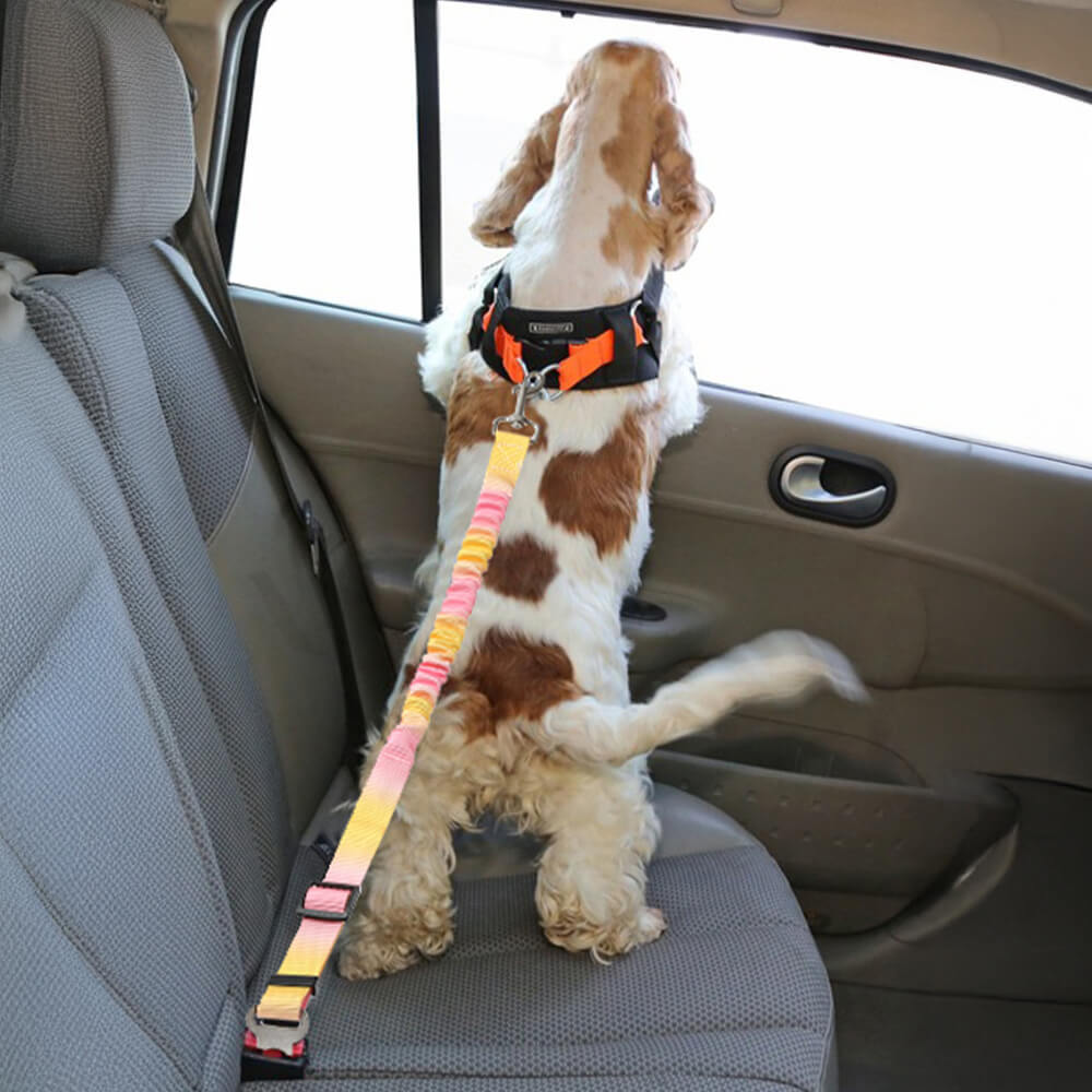 Ceinture de sécurité pour animaux avec amorti élastique dégradé