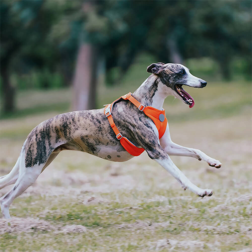 Harnais et Laisse Anti-Traction Confort Total pour Chien