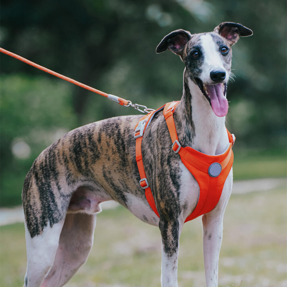 Harnais et Laisse Anti-Traction Confort Total pour Chien