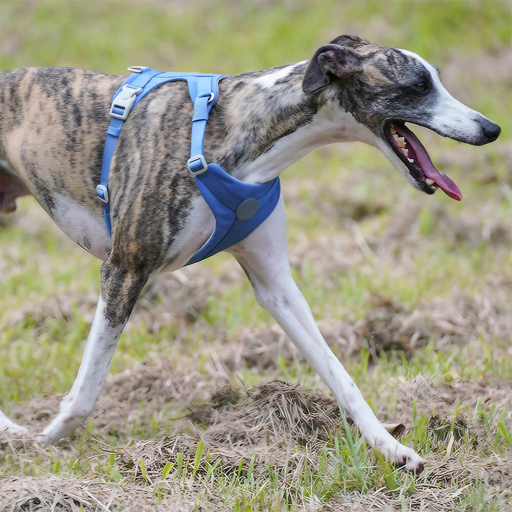 Harnais et Laisse Anti-Traction Confort Total pour Chien