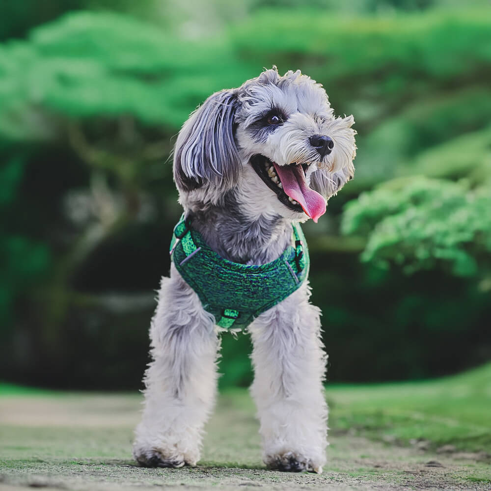 Harnais/laisse pour chien anti-traction en tissu recyclé et écologique