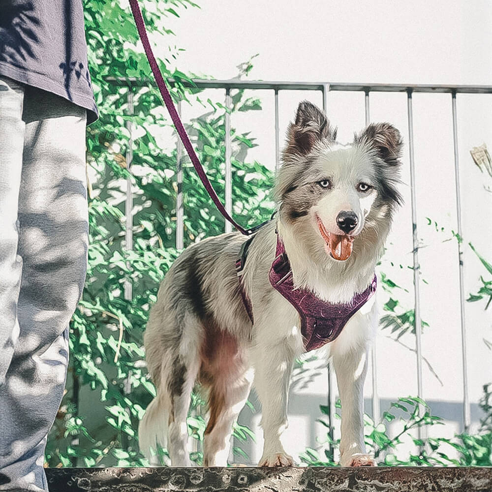 Harnais/laisse pour chien anti-traction en tissu recyclé et écologique