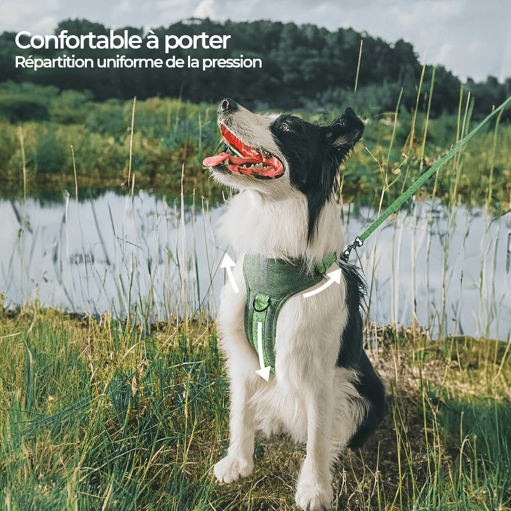 Harnais/laisse pour chien anti-traction en tissu recyclé et écologique