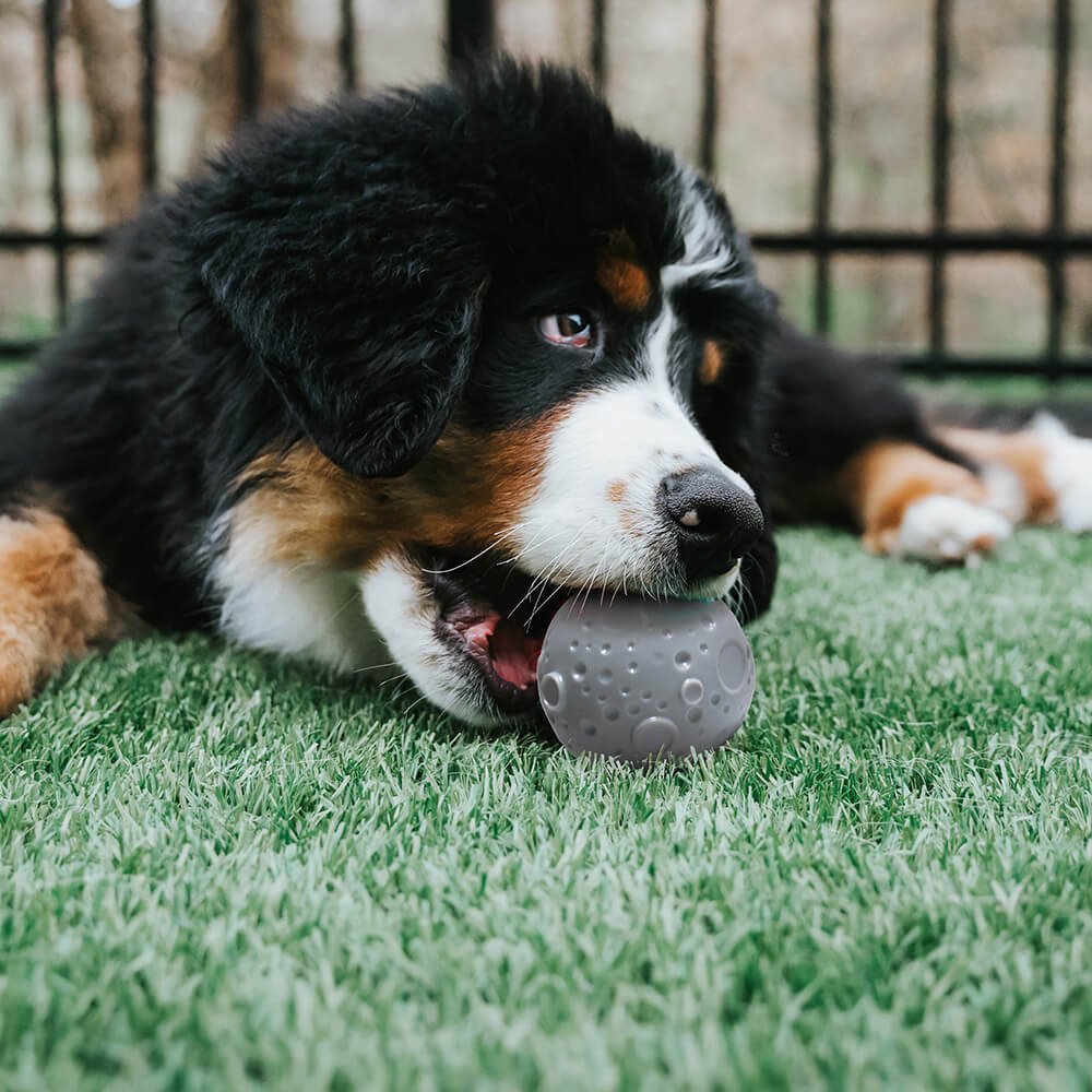 Jouet distributeur balle d’entraînement pour chien Cosmos-Exclusif app