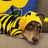 Costume Abeille Amusant et Original avec Capuche pour Chien