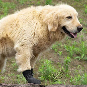 Bottes de randonnée imperméables et respirantes pour chien