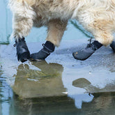 Bottes de randonnée imperméables et respirantes pour chien