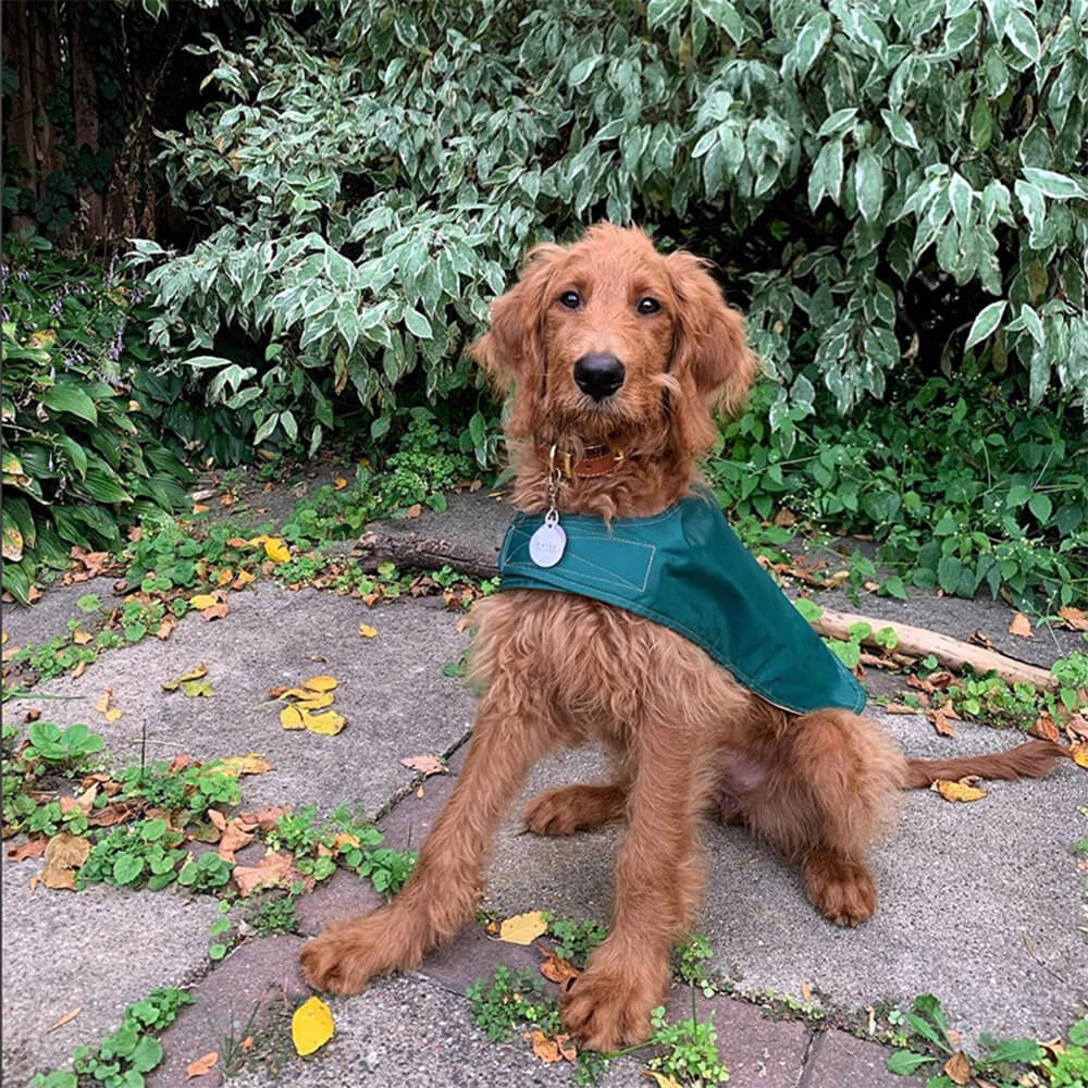 Manteau de pluie extérieur pour chien imperméable léger avec Velcro élégant