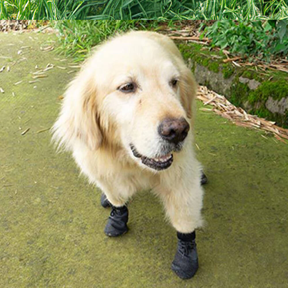 Bottes de randonnée imperméables et respirantes pour chien