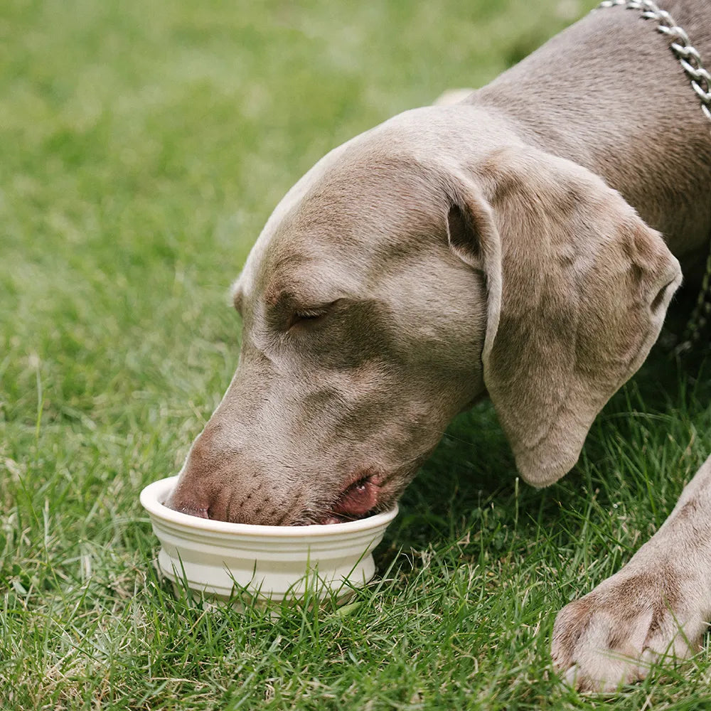 Bol en silicone pliable pour chien - Urban Roaming