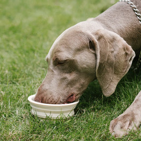 Bol en silicone pliable pour chien - Urban Roaming