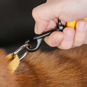 Ceinture de sécurité ajustable pour chien