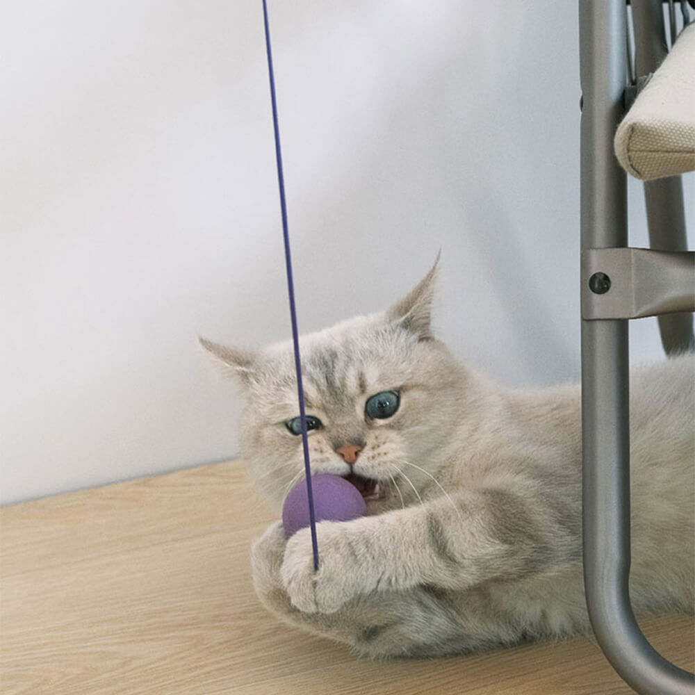 Jouet interactif pour chat avec raquette de ping-pong et corde élastique