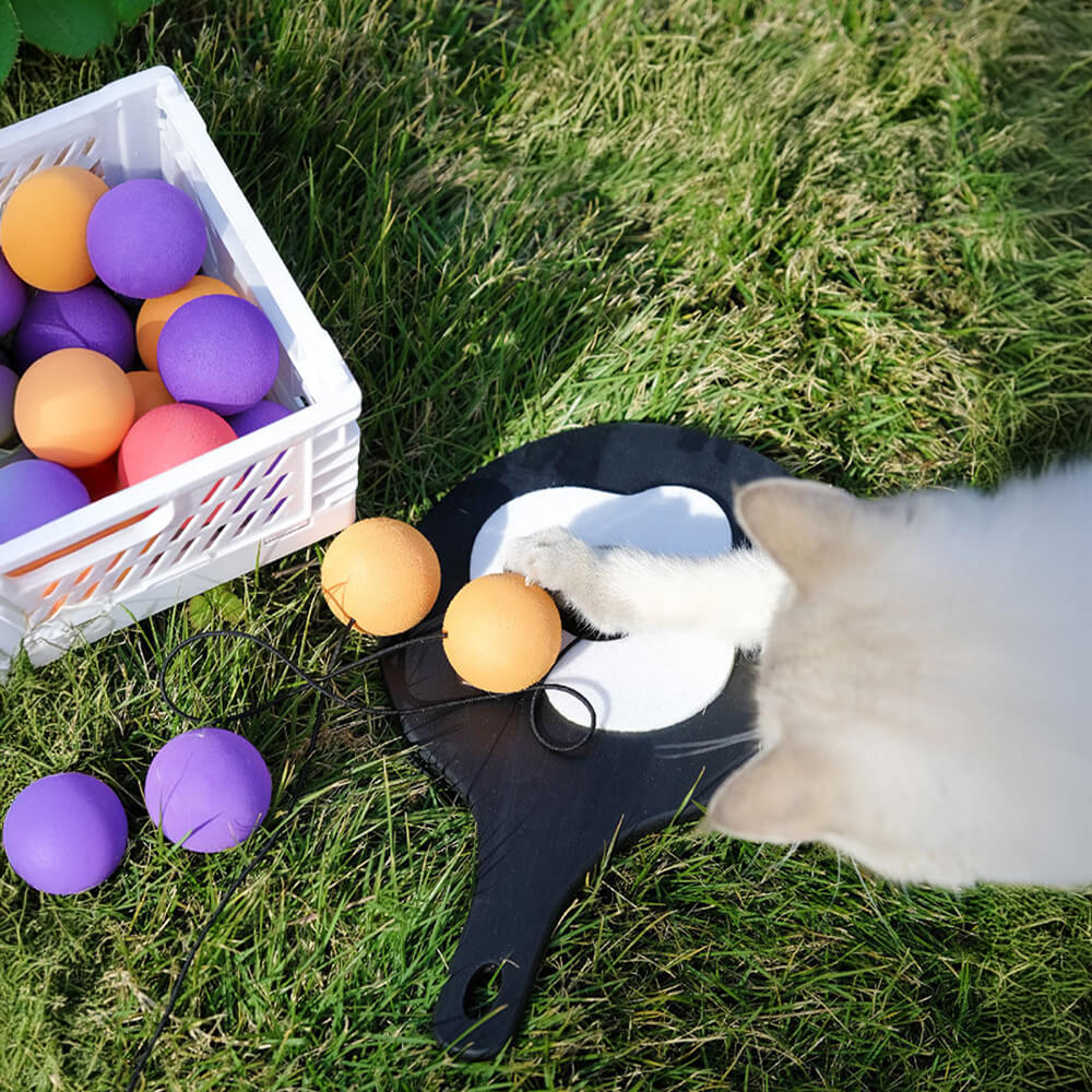 Jouet interactif pour chat avec raquette de ping-pong et corde élastique