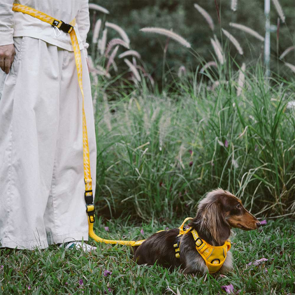 Laisse pour chien grande taille nylon réfléchissante réglable polyvalente avec poignée souple - Flexi Walker