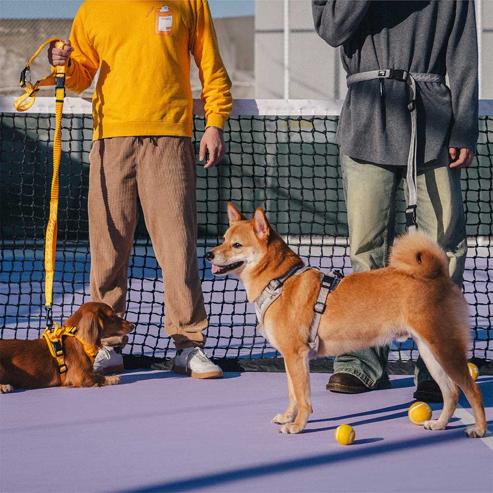 Laisse pour chien grande taille nylon réfléchissante réglable polyvalente avec poignée souple - Flexi Walker