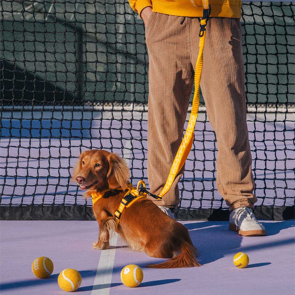 Laisse pour chien grande taille nylon réfléchissante réglable polyvalente avec poignée souple - Flexi Walker