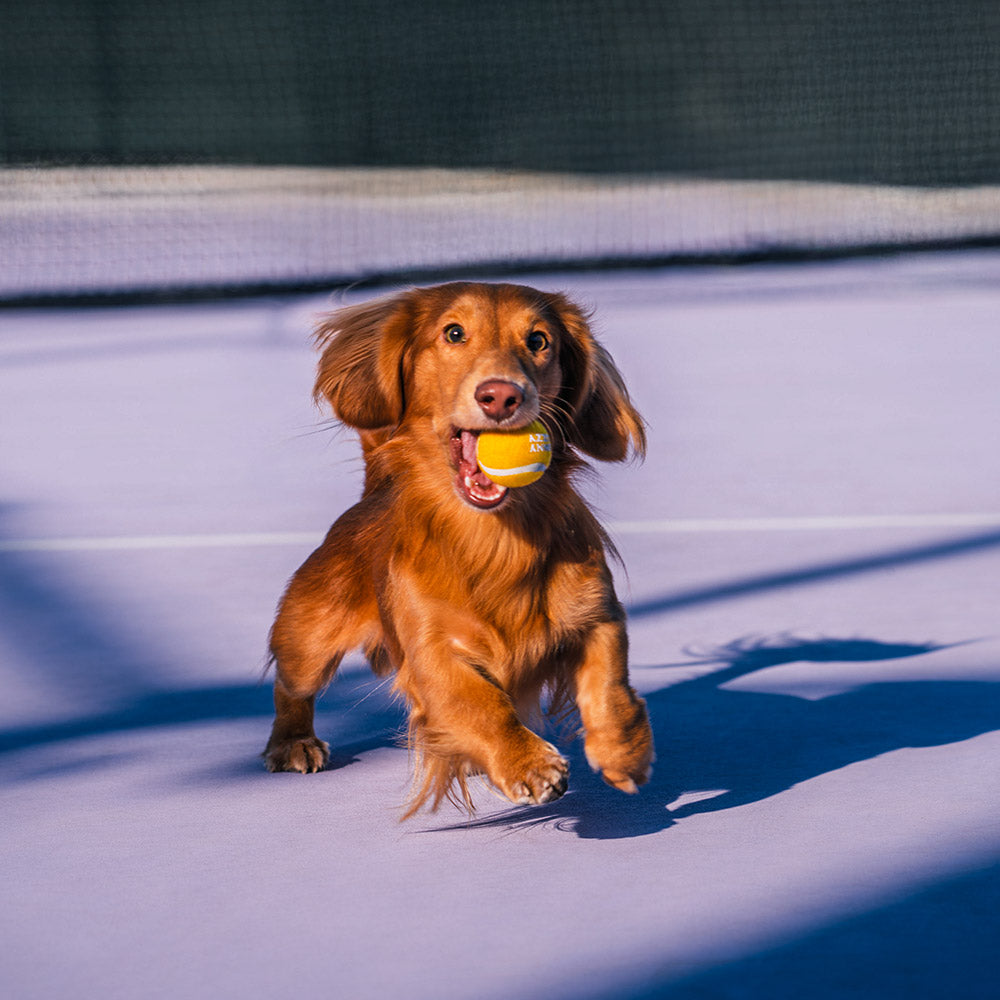 Jouet pour chien balle de tennis FUNNYFUZZY avec couineur et effet rebond