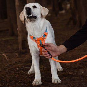 Harnais pour chien antidéflagrant de couleur contrastée et gilet réfléchissant