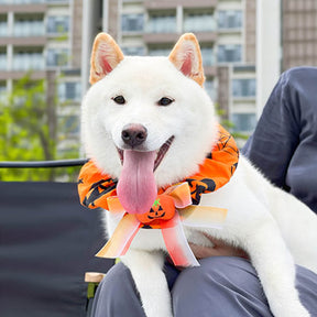 Bandana Chien Halloween Citrouille Volant