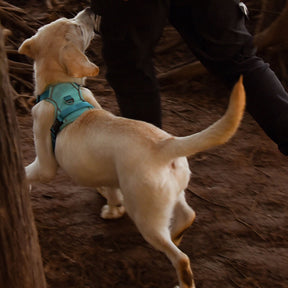 Harnais pour chien antidéflagrant de couleur contrastée et gilet réfléchissant