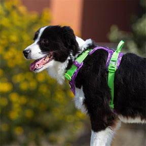 Camouflage Harnais Réfléchissant Antidérapant pour Chien avec Lumière de Navigation