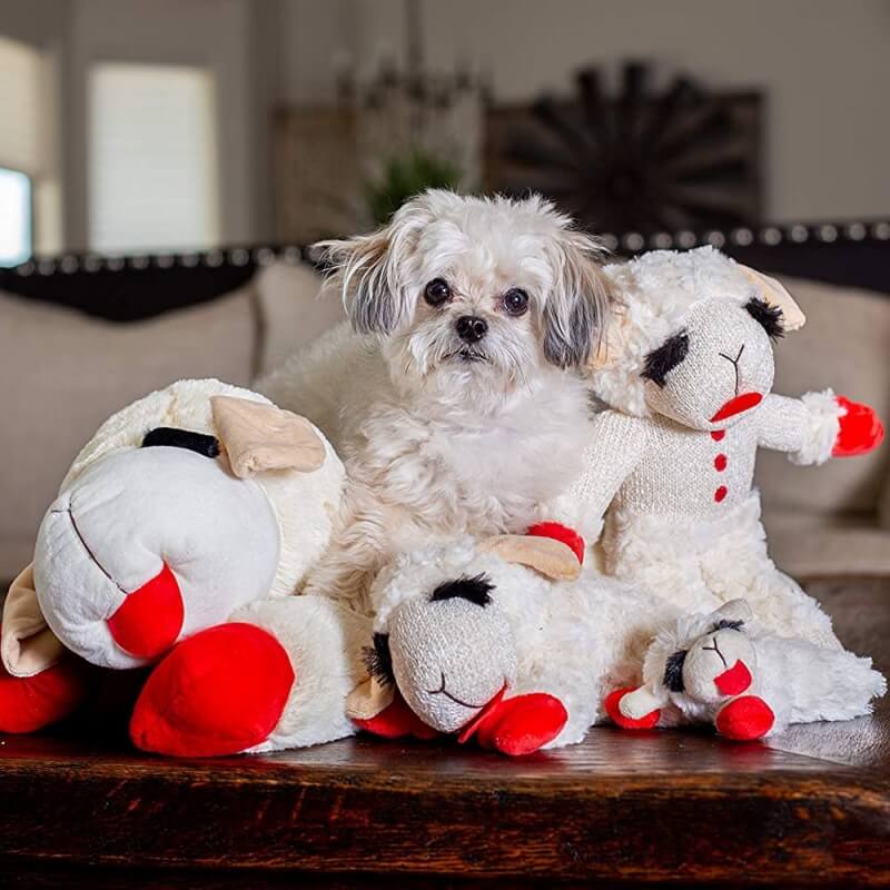 Jouet interactif pour chien - agneau peluche avec sifflet