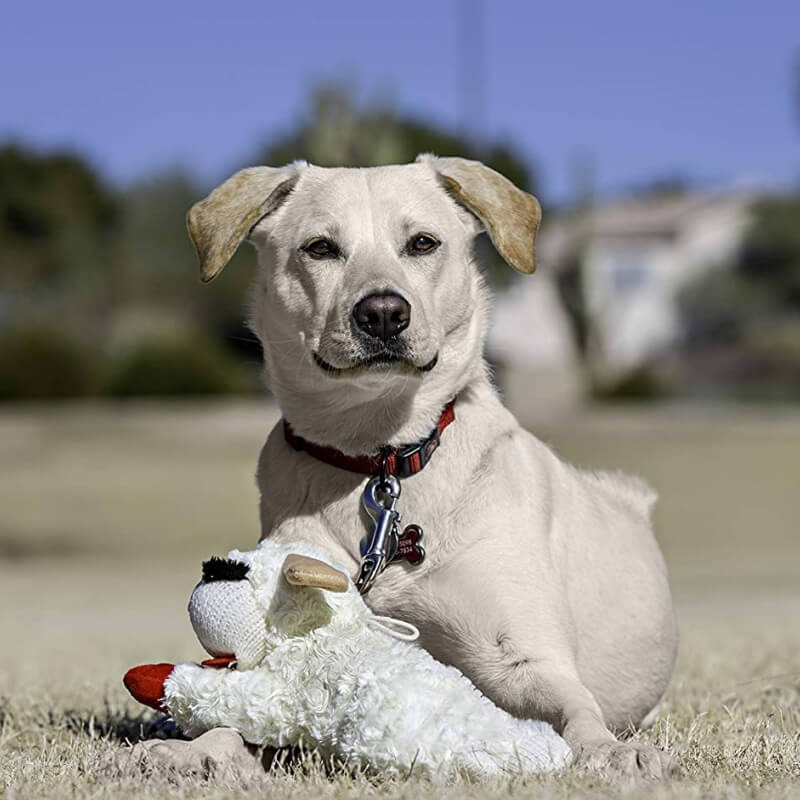 Jouet interactif pour chien - agneau peluche avec sifflet