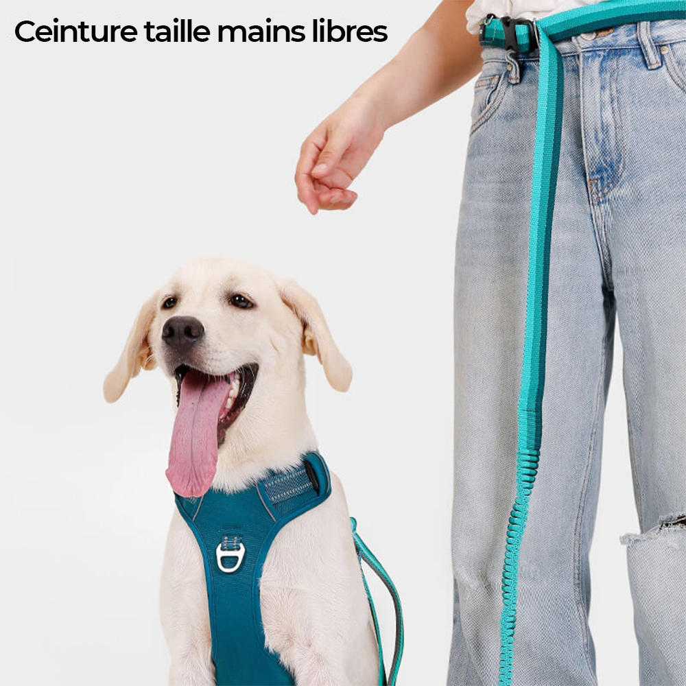 Harnais Anti-Traction Réglable Respirant pour Chien avec Laisse Mains Libres