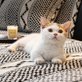 Housse de canapé classique en plaid peluche résistant aux rayures confortable antidérapante