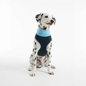 Gilet Refroidissant Stripe en Soie Glacée Coloré pour Chien