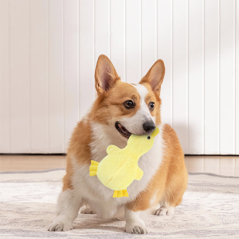 Jouet mignon pour chien en forme de canard avec sifflet