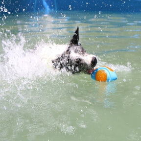 Jouet Interactif à Mastiquer Flottant pour Chien