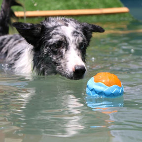 Jouet Interactif à Mastiquer Flottant pour Chien