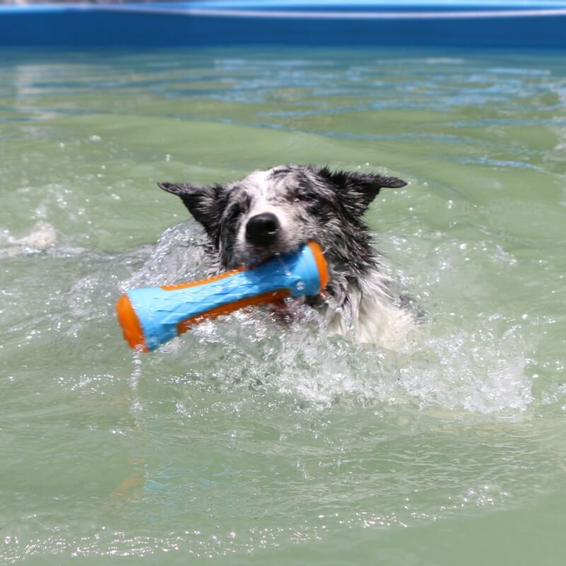 Jouet Interactif à Mastiquer Flottant pour Chien