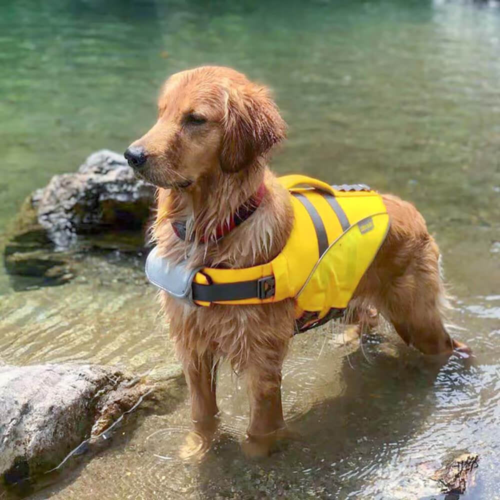 Gilet de sauvetage pour chien - Maître-nageur