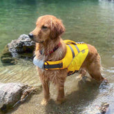 Gilet de sauvetage pour chien - Maître-nageur