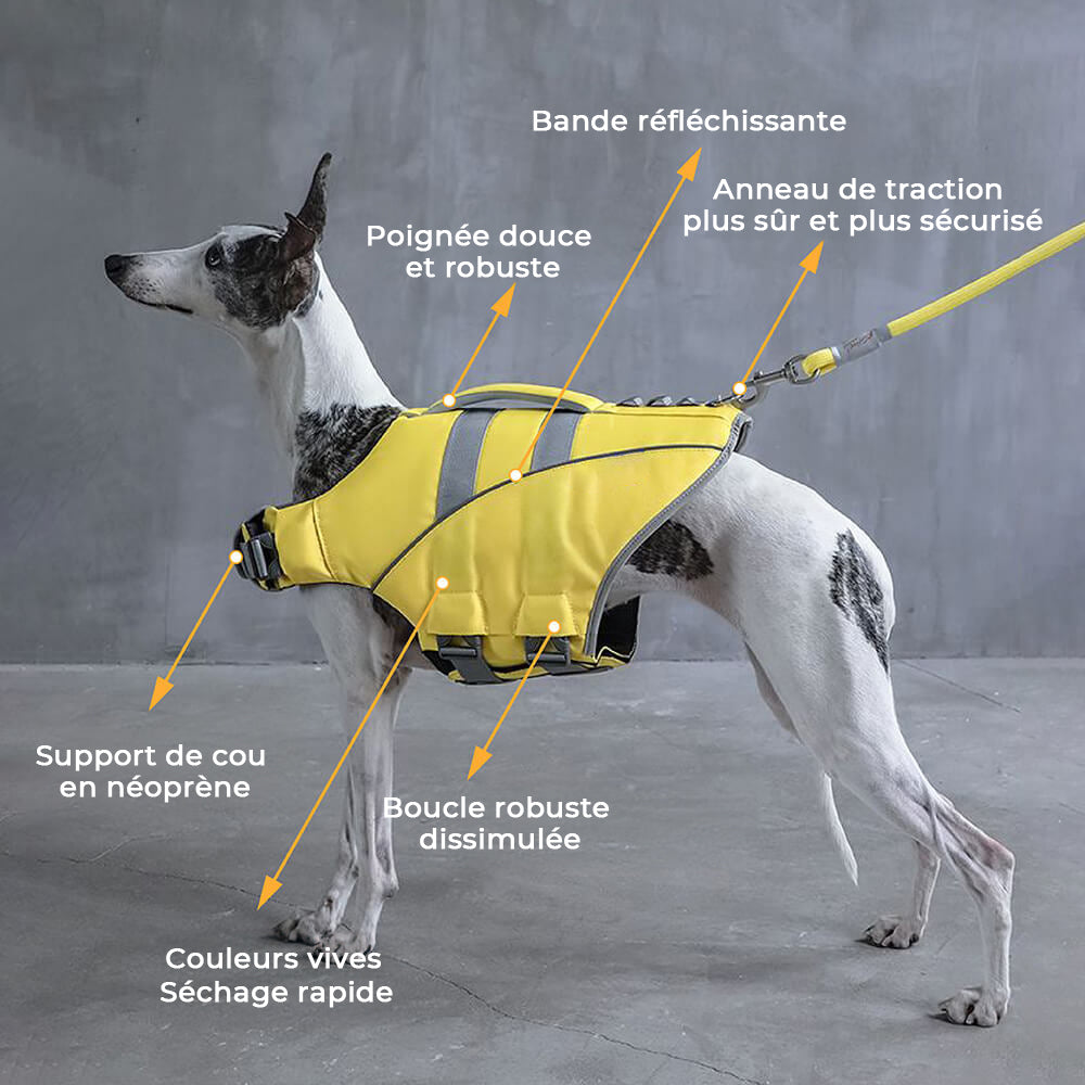 Gilet de sauvetage pour chien - Maître-nageur