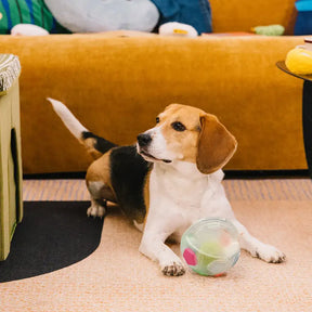 Balle de soccer pour chien avec poignée, jouet de mastication flottant