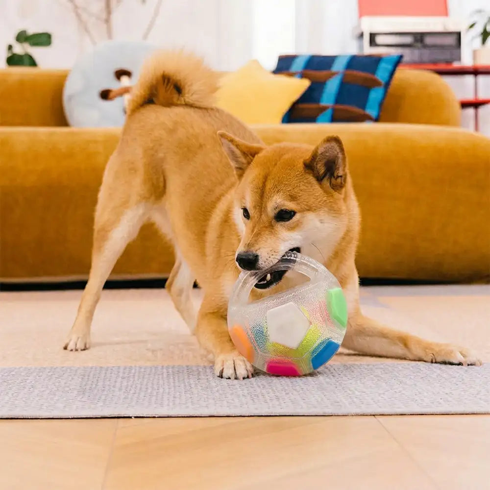 Balle de soccer pour chien avec poignée, jouet de mastication flottant