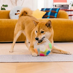 Balle de soccer pour chien avec poignée, jouet de mastication flottant