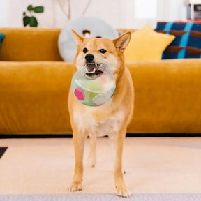 Balle de soccer pour chien avec poignée, jouet de mastication flottant