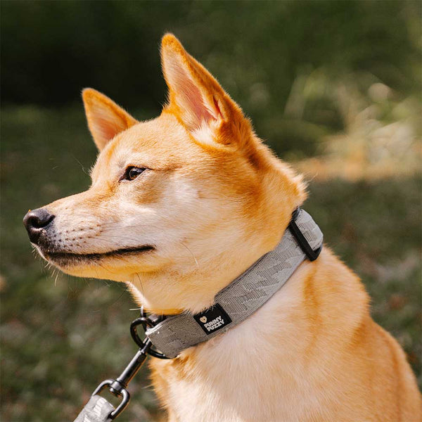 Collier pour chien réglable en nylon durable FUNNYFUZZY - Flexi Walker