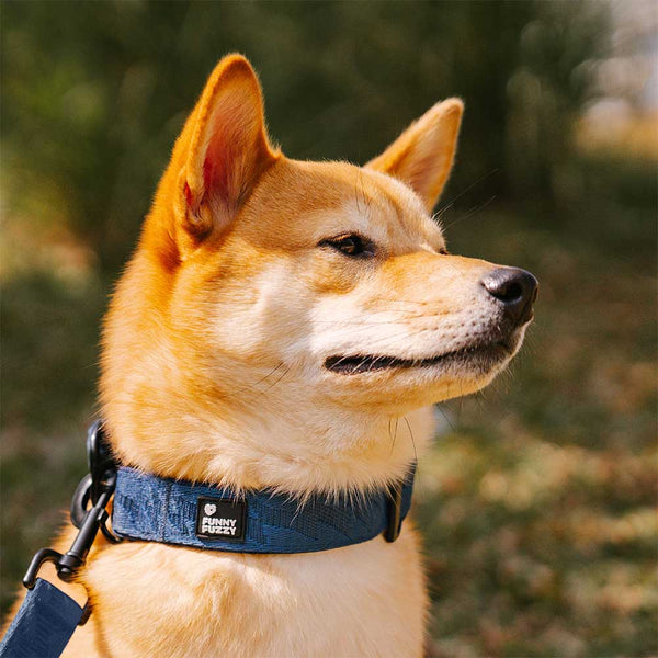 Collier pour chien réglable en nylon durable FUNNYFUZZY - Flexi Walker