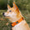 Collier pour chien réglable en nylon durable FUNNYFUZZY - Flexi Walker