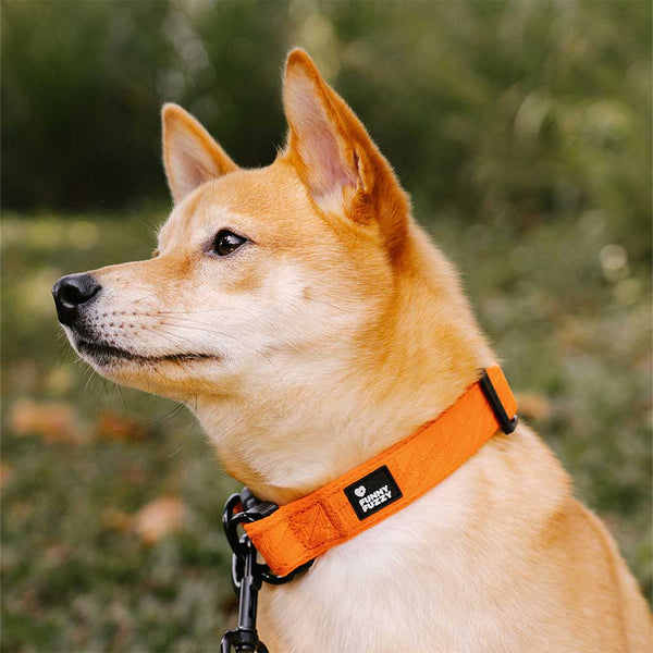Collier pour chien réglable en nylon durable FUNNYFUZZY - Flexi Walker